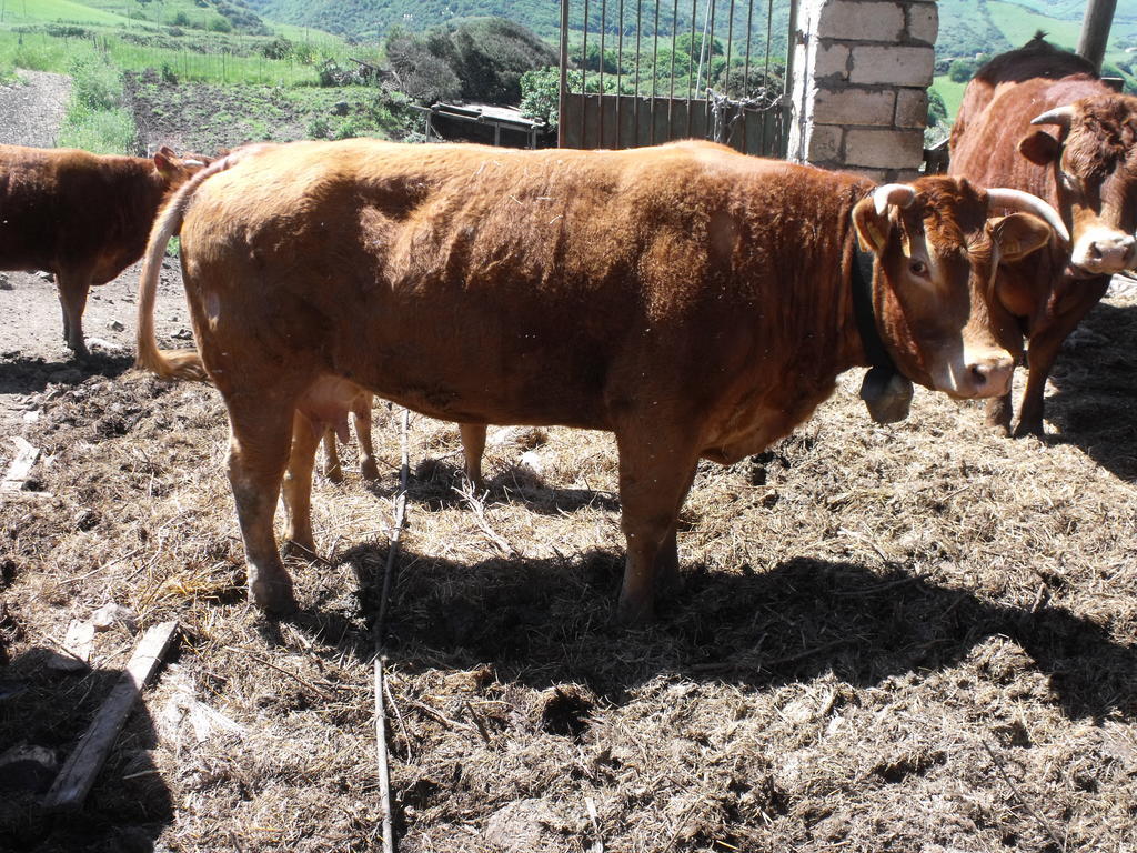 Agriturismo Sa Tanca Noa Tergu Zewnętrze zdjęcie